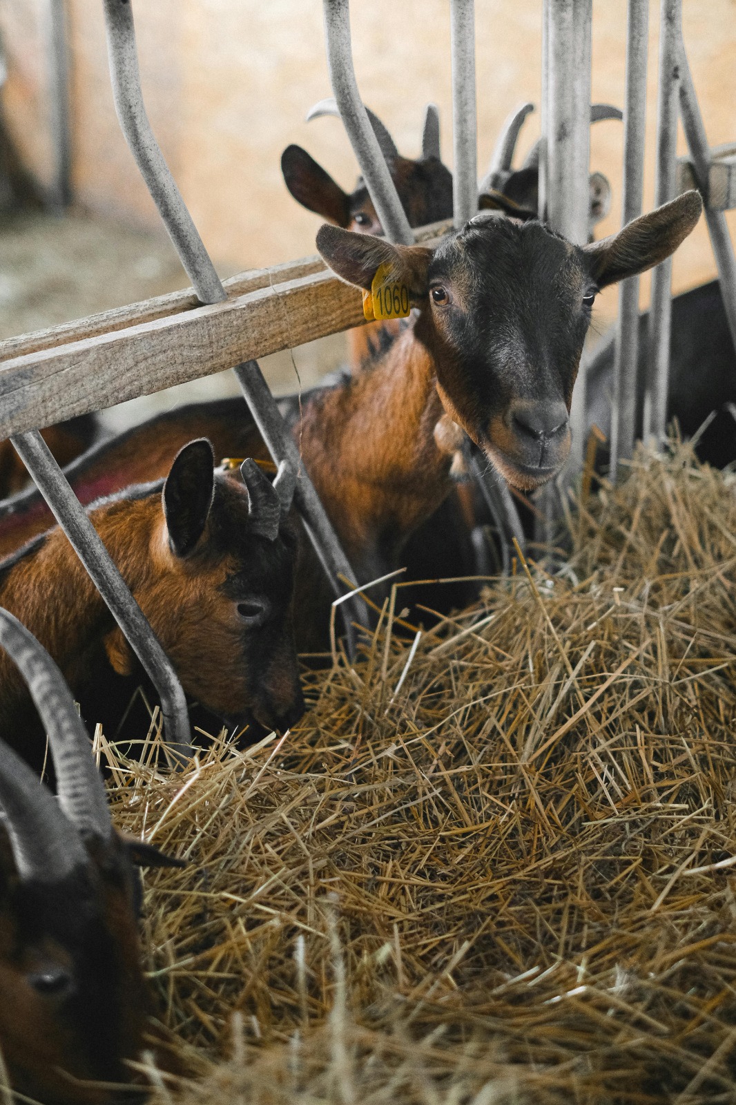 Cabras