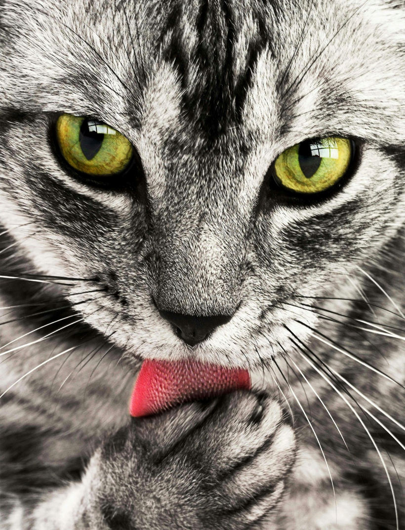 Gato