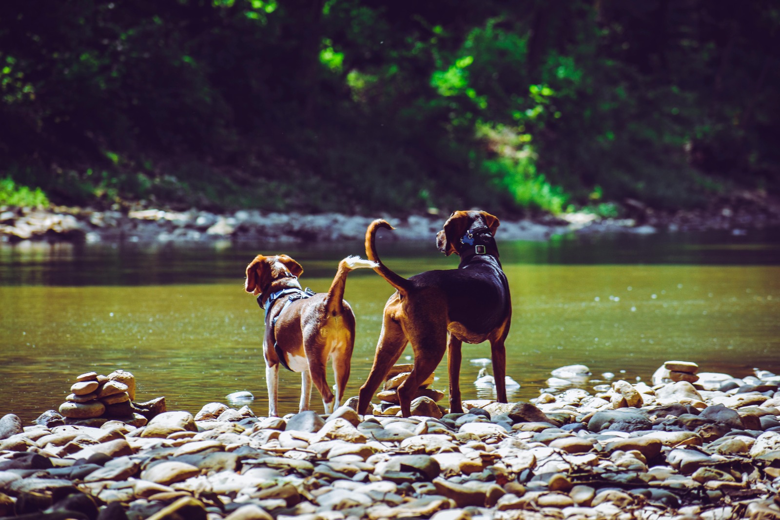 Perros